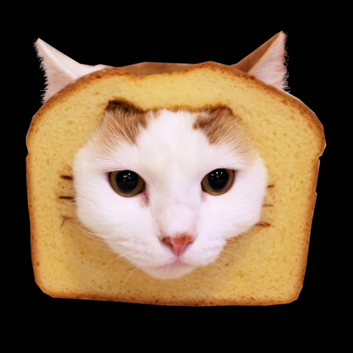 Bread Cat Hoodie – Cat Warehouse